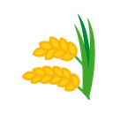 Paddy(Dhan)(Common)